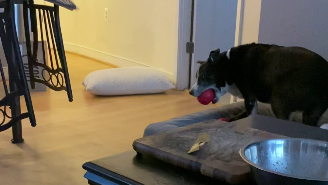 A Brief Squeak